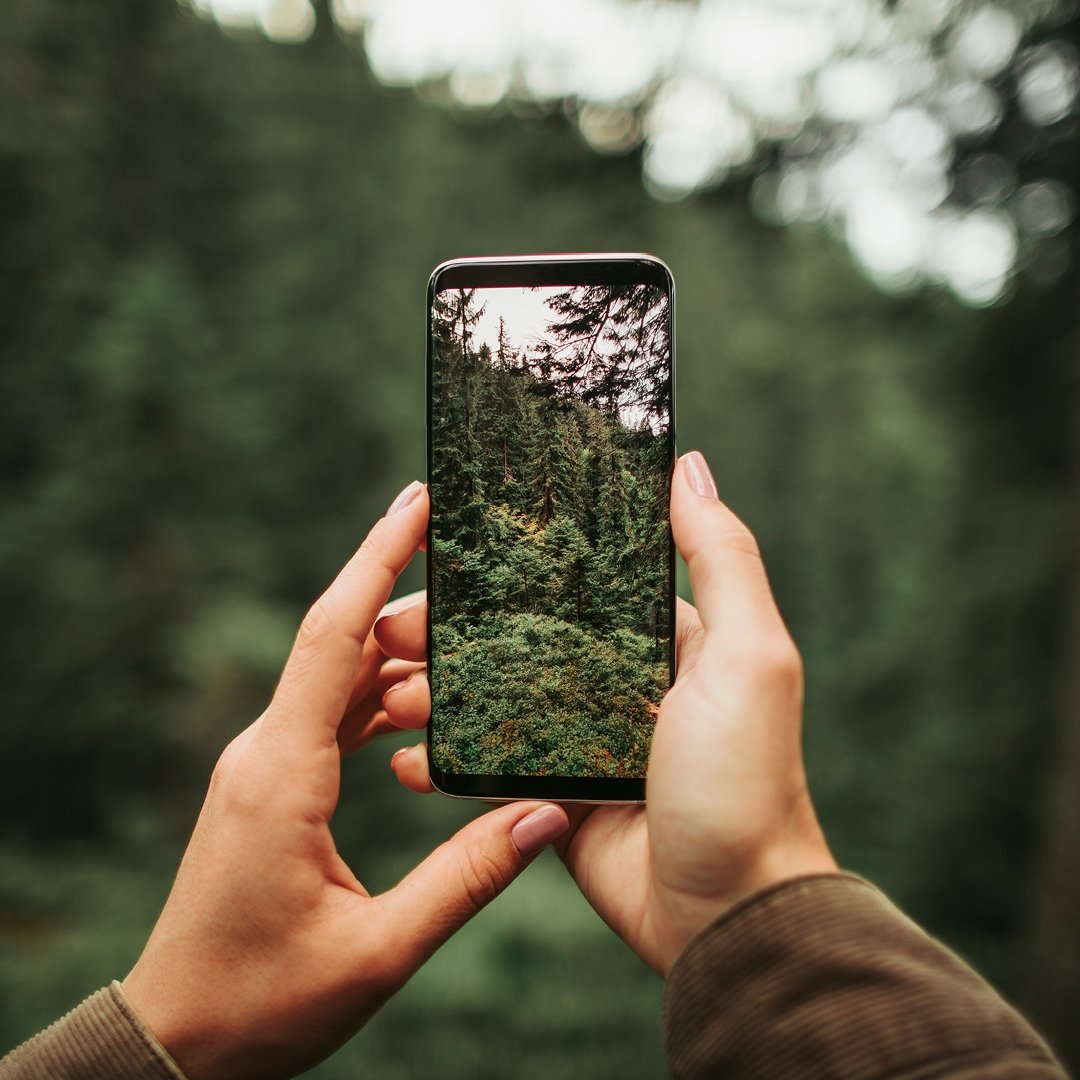 Hands taking a photo of woods on smartphone