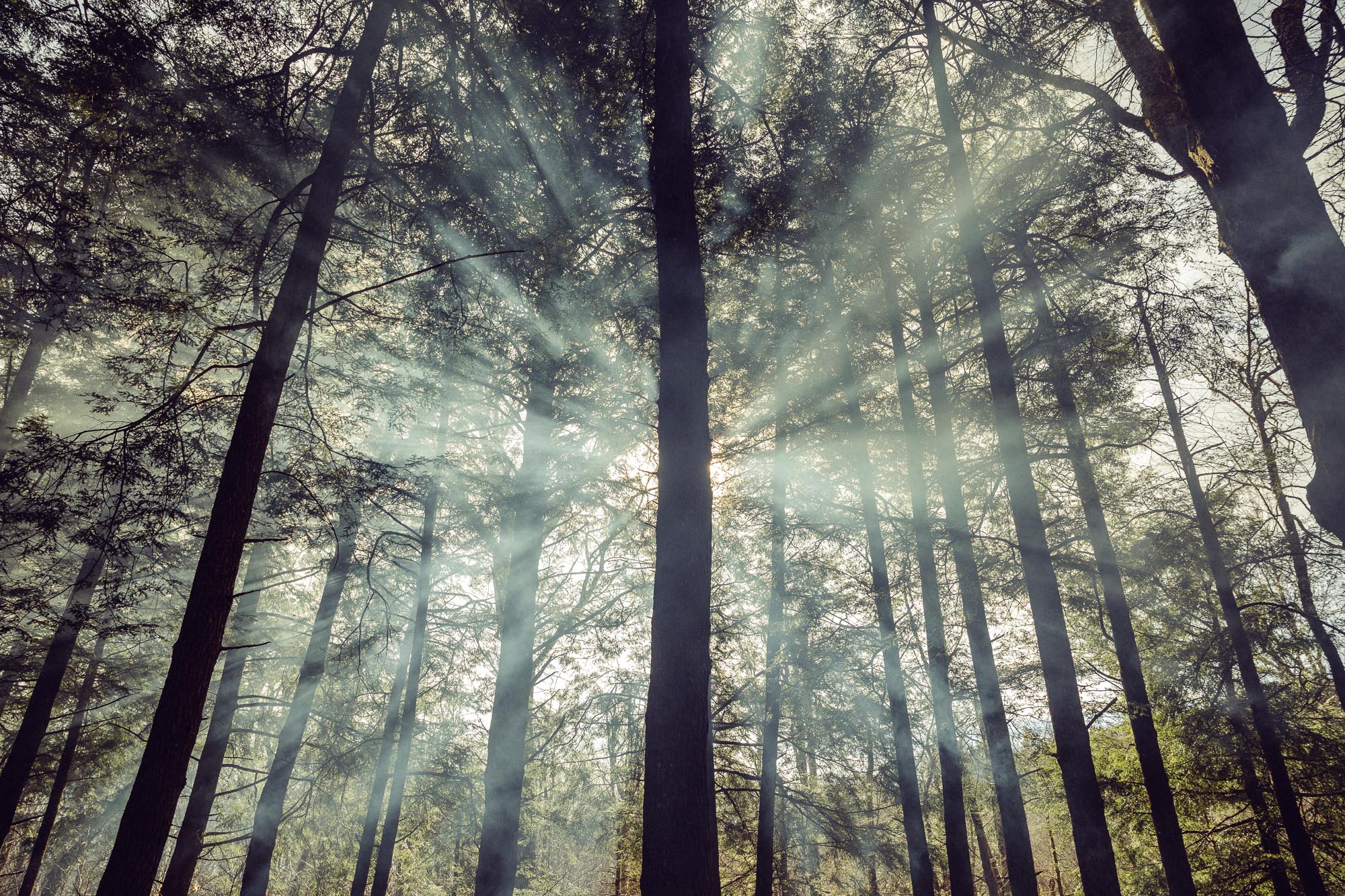 Light shining through trees