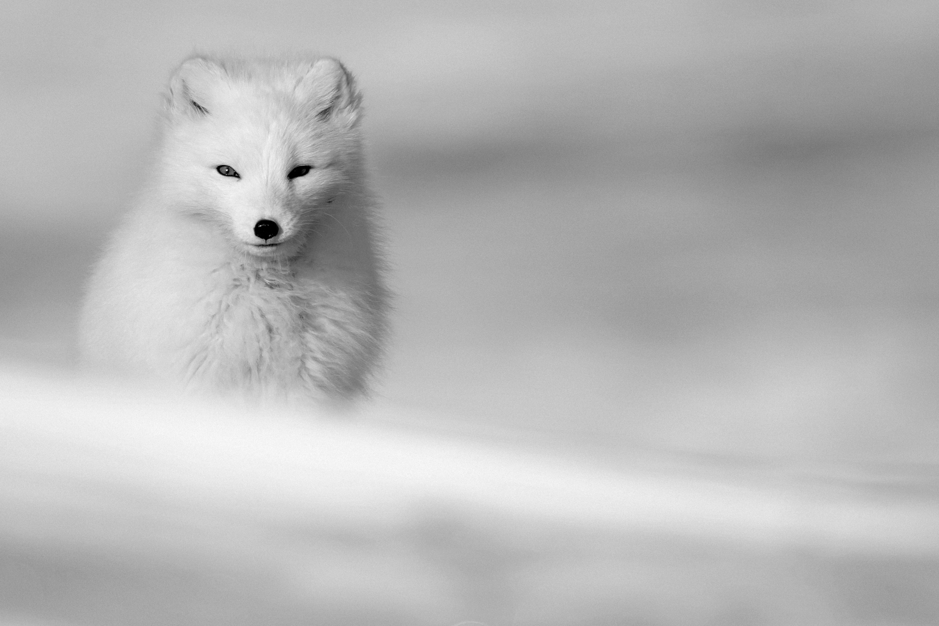 Arctic fox running across windy snow scape toward viewer.  